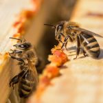 Πρόπολη μελισσών: το πρώτο φάρμακο που παρασκευάστηκε ποτέ