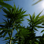 Έρευνα: Η χρήση κάνναβης από τους εφήβους αυξάνει τον κίνδυνο κατάθλιψης