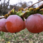 Λωτός: Πόσο ωφέλιμο είναι για τον οργανισμό το «φρούτο των θεών»