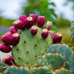 Φραγκόσυκο: Ένα superfood με πολλαπλά οφέλη για τον οργανισμό