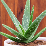 Aloe: Το πολύτιμο φυτό και πώς να το χρησιμοποιήσεις