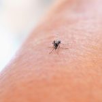 Τι συμβαίνει στον οργανισμό όταν μας τσιμπήσει ένα κουνούπι